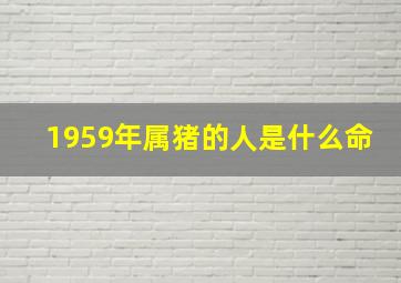 1959年属猪的人是什么命