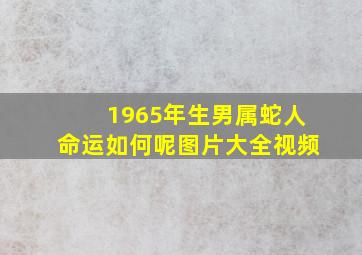 1965年生男属蛇人命运如何呢图片大全视频