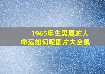 1965年生男属蛇人命运如何呢图片大全集