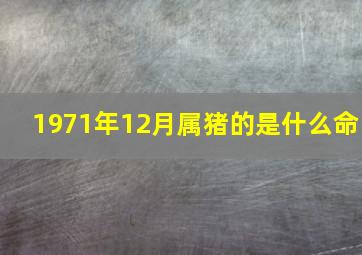 1971年12月属猪的是什么命