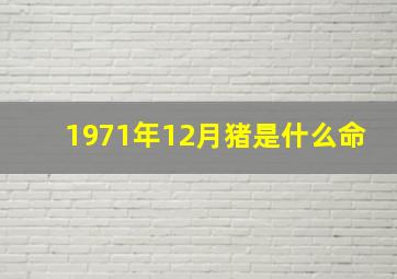 1971年12月猪是什么命