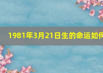 1981年3月21日生的命运如何