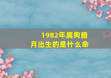 1982年属狗腊月出生的是什么命