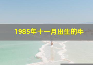 1985年十一月出生的牛