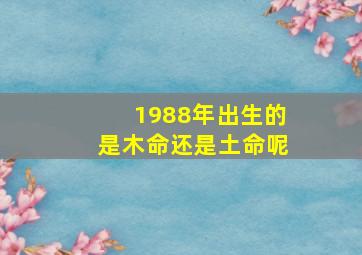 1988年出生的是木命还是土命呢