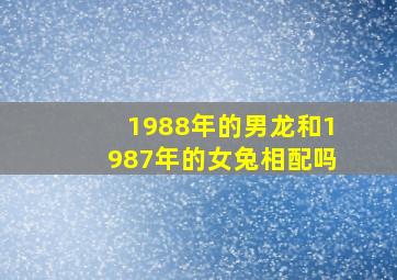 1988年的男龙和1987年的女兔相配吗