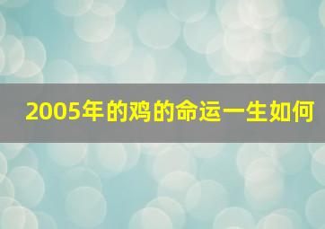 2005年的鸡的命运一生如何