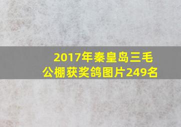 2017年秦皇岛三毛公棚获奖鸽图片249名