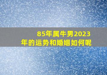 85年属牛男2023年的运势和婚姻如何呢