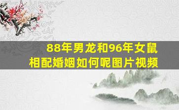 88年男龙和96年女鼠相配婚姻如何呢图片视频