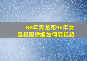 88年男龙和96年女鼠相配婚姻如何呢视频