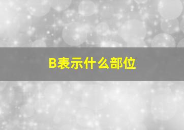 B表示什么部位