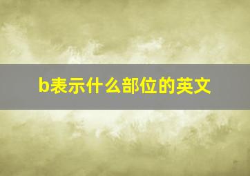 b表示什么部位的英文