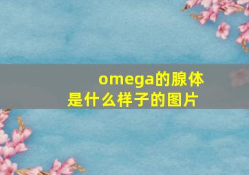 omega的腺体是什么样子的图片