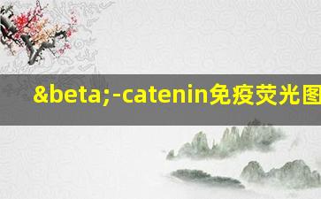 β-catenin免疫荧光图EMT