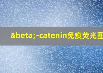 β-catenin免疫荧光图片