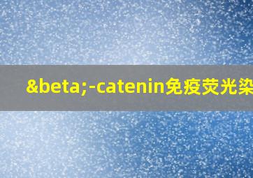 β-catenin免疫荧光染色