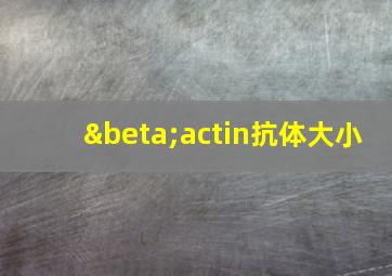 βactin抗体大小