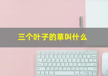 三个叶子的草叫什么