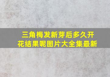 三角梅发新芽后多久开花结果呢图片大全集最新