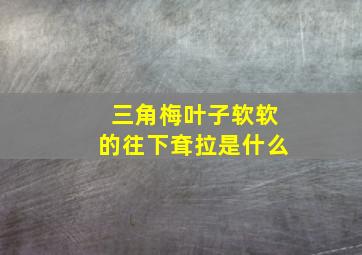 三角梅叶子软软的往下耷拉是什么