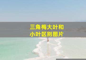 三角梅大叶和小叶区别图片