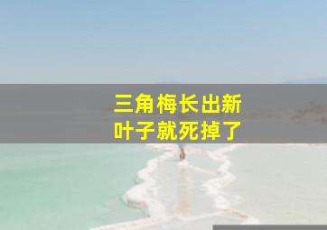 三角梅长出新叶子就死掉了