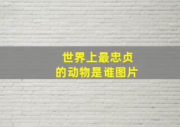 世界上最忠贞的动物是谁图片