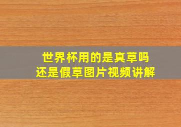 世界杯用的是真草吗还是假草图片视频讲解