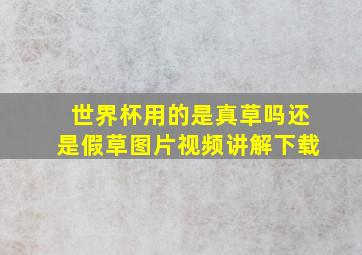 世界杯用的是真草吗还是假草图片视频讲解下载