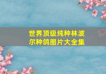 世界顶级纯种林波尔种鸽图片大全集