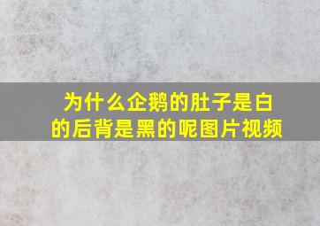 为什么企鹅的肚子是白的后背是黑的呢图片视频