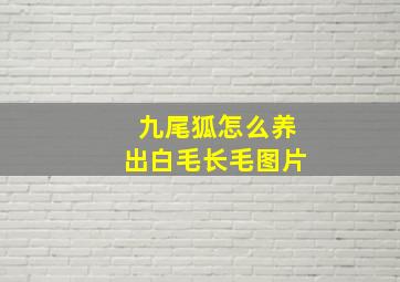 九尾狐怎么养出白毛长毛图片