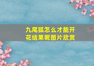 九尾狐怎么才能开花结果呢图片欣赏