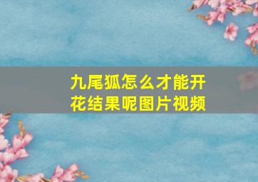 九尾狐怎么才能开花结果呢图片视频