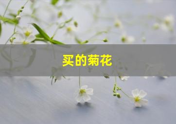 买的菊花