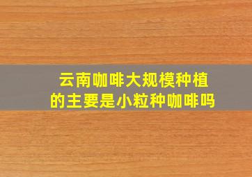 云南咖啡大规模种植的主要是小粒种咖啡吗