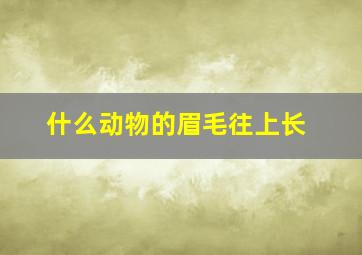 什么动物的眉毛往上长