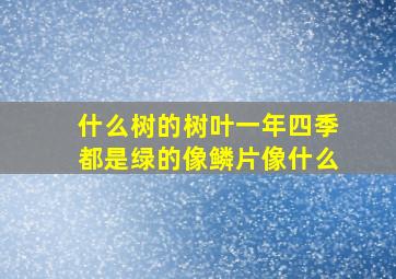 什么树的树叶一年四季都是绿的像鳞片像什么