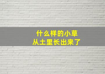 什么样的小草从土里长出来了