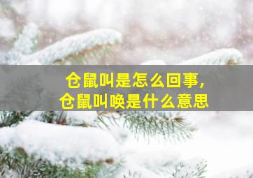 仓鼠叫是怎么回事,仓鼠叫唤是什么意思