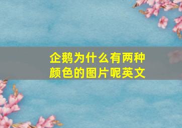 企鹅为什么有两种颜色的图片呢英文