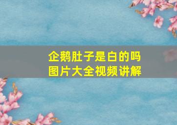 企鹅肚子是白的吗图片大全视频讲解