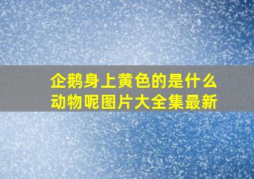 企鹅身上黄色的是什么动物呢图片大全集最新