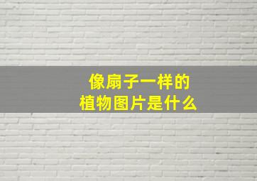 像扇子一样的植物图片是什么