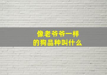 像老爷爷一样的狗品种叫什么