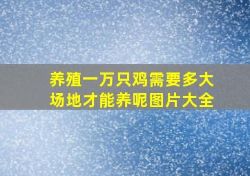 养殖一万只鸡需要多大场地才能养呢图片大全