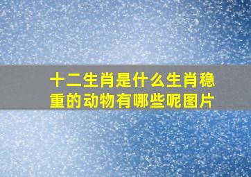 十二生肖是什么生肖稳重的动物有哪些呢图片