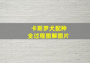 卡斯罗犬配种全过程图解图片