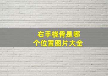 右手桡骨是哪个位置图片大全